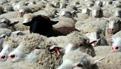 Fifty Sheep Stolen From Delta Farm