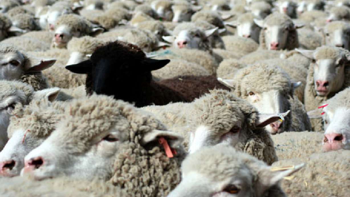 Fifty Sheep Stolen From Delta Farm