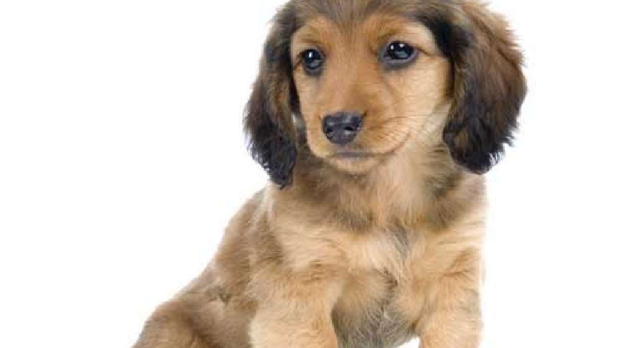 SL County Council endorses puppy mill ordinance