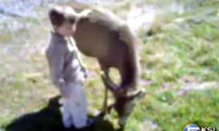 Boy Befriends Deer