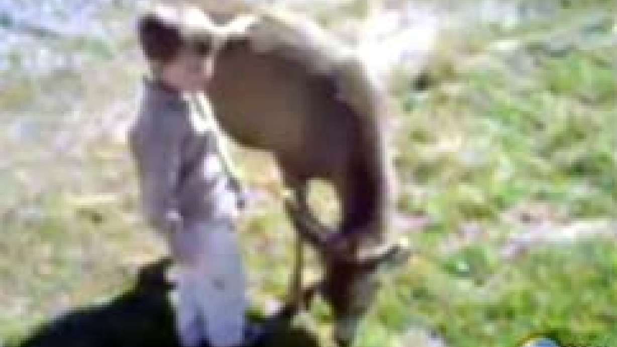 Boy Befriends Deer