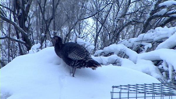 Wild turkeys invade Springville neighborhood
