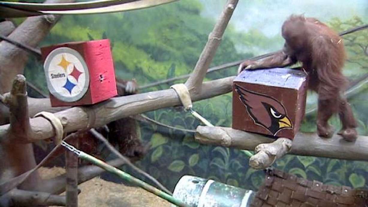 Hogle Zoo orangutans pick Super Bowl winner