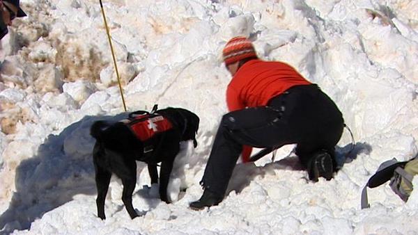 Trainers bring dogs to Utah to learn avalanche rescue tactics