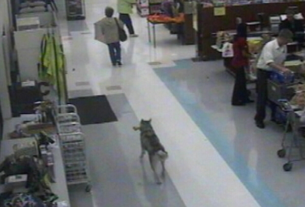 Shoplifting dog identified; family makes restitution
