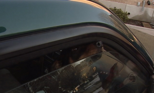 Man says officer beat him during response to animal cruelty call