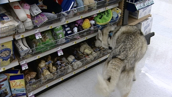 Shoplifting dog identified; family makes restitution