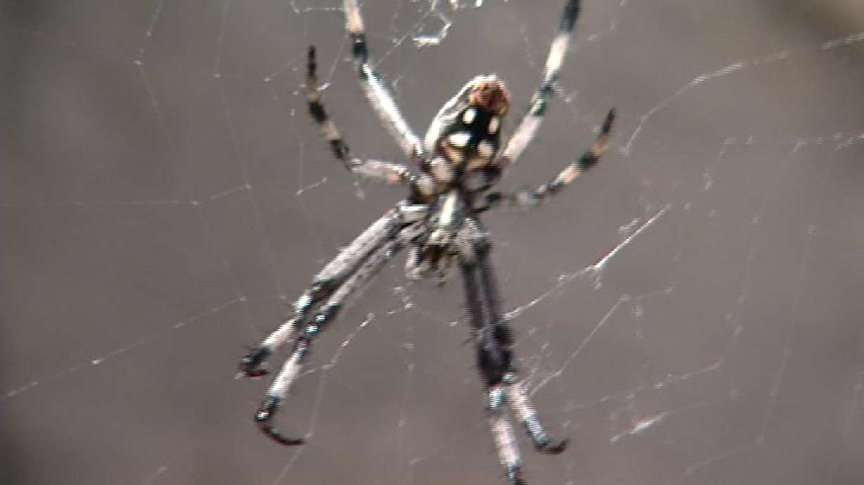 Researchers Discover Friendly, Sociable and Caring Spiders