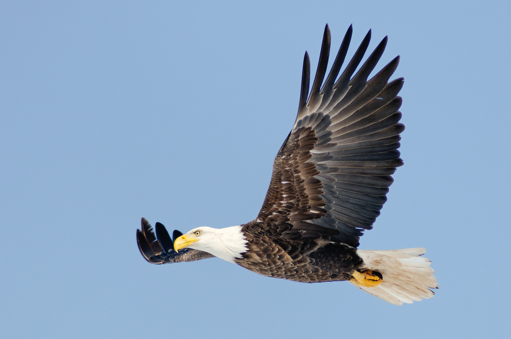 4 bald eagles die in Utah from similar symptoms
