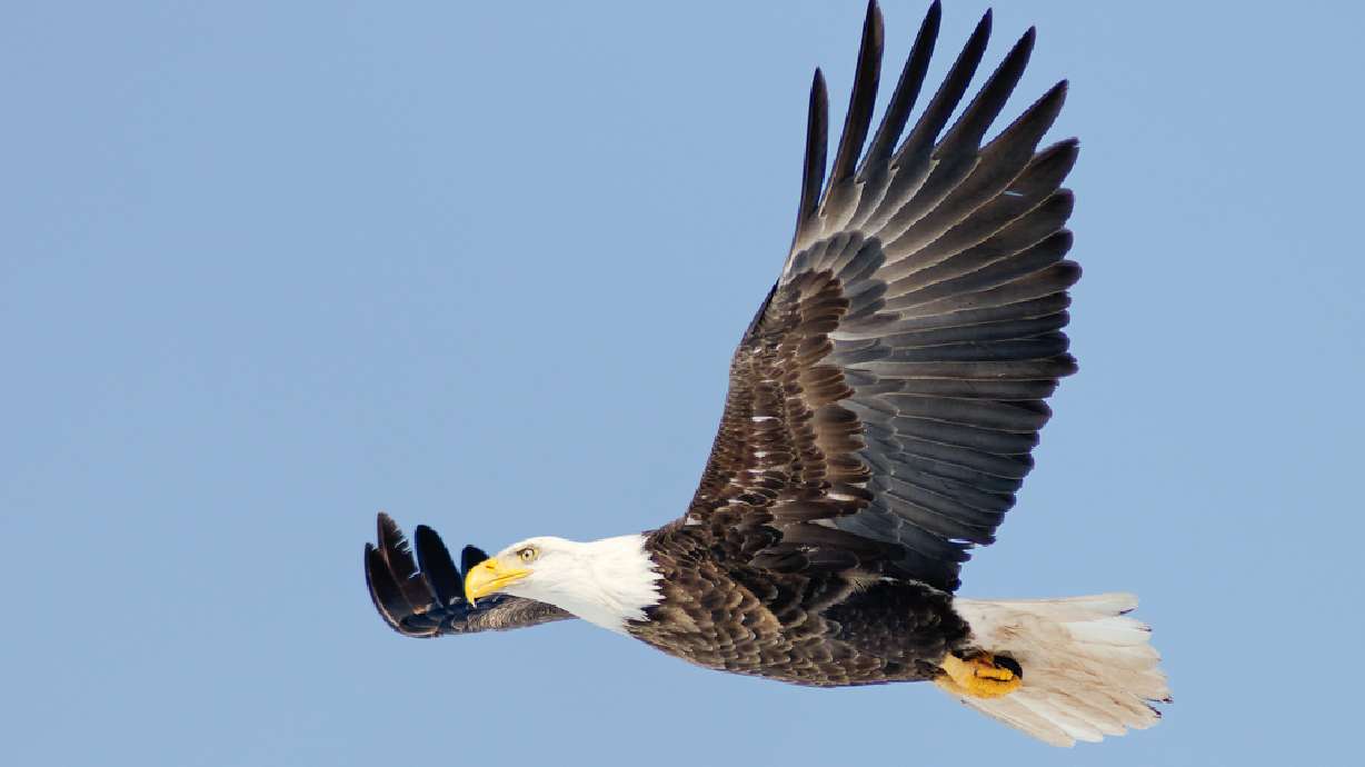 Court: Eagle feathers only for American Indians