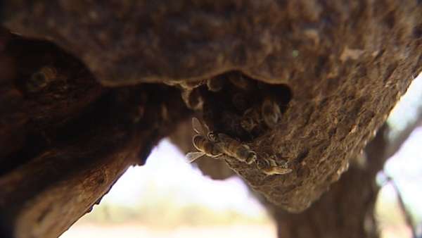Killer bees discovered in Utah