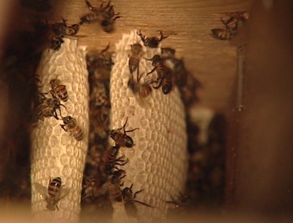 Africanized honey bees detected in Iron County