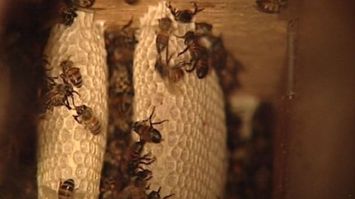 Africanized honey bees detected in Iron County