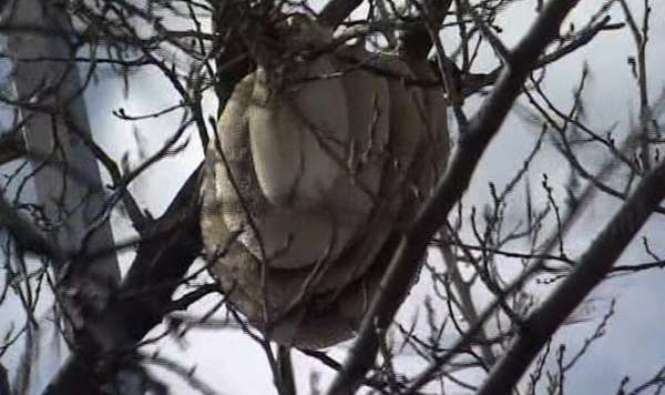 Killer bees found in southern Utah; state urges caution