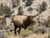 Famous elk found dead just north of Yellowstone