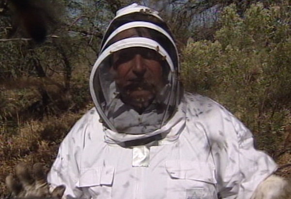 KSL's John Hollenhorst in a swarm of bees