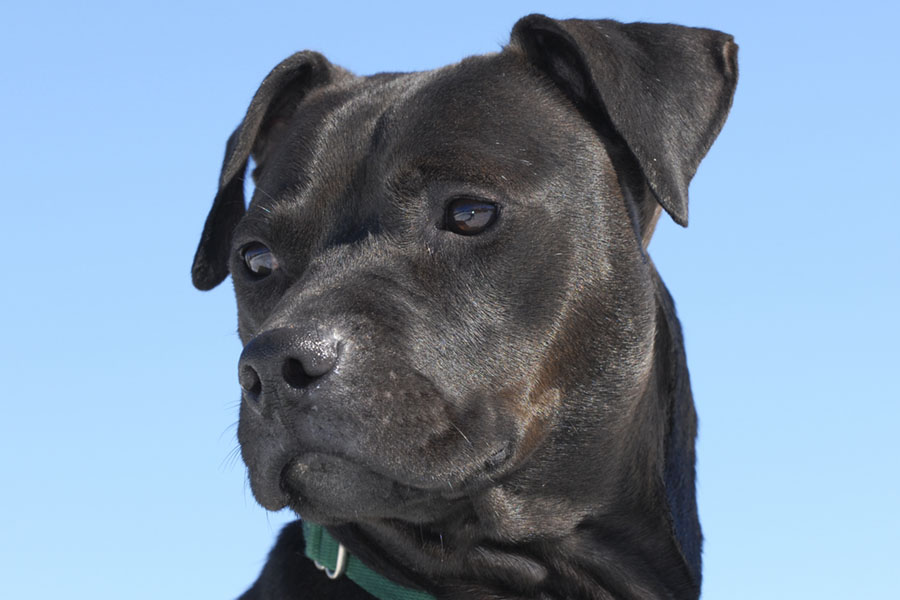 Former fighting dog joins foster family