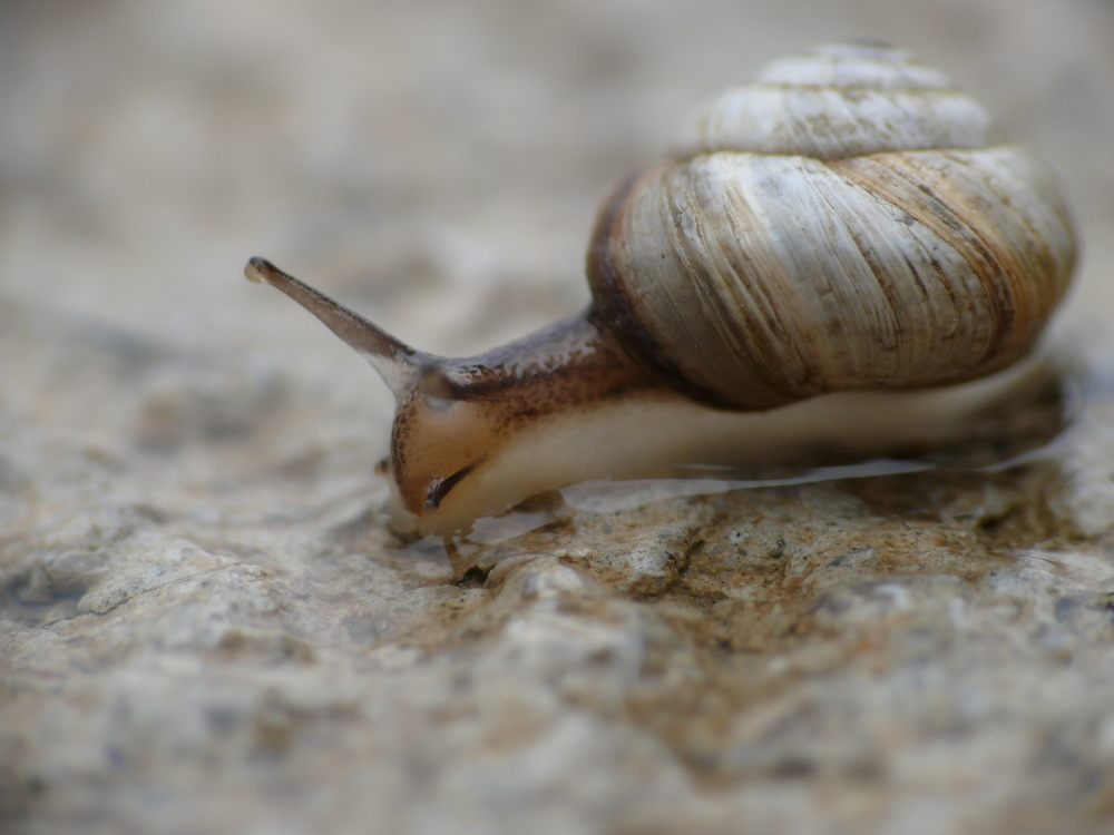 Groups petition to protect snails in Great Basin