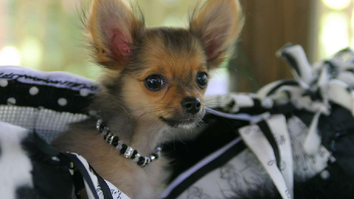 Bill would restrict animals in public places