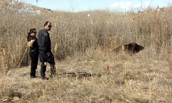 Reward offered in killing of horse