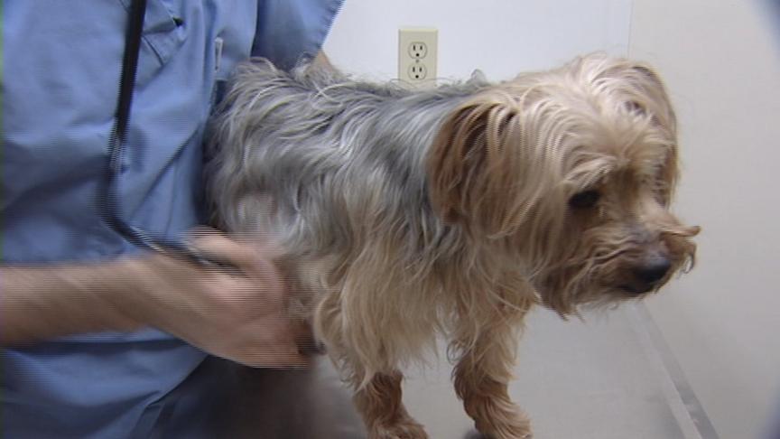 Pet Food Recall Spurs Hundreds of Calls to Utah Animal Clinics