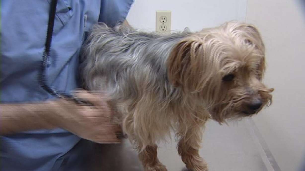 Pet Food Recall Spurs Hundreds of Calls to Utah Animal Clinics