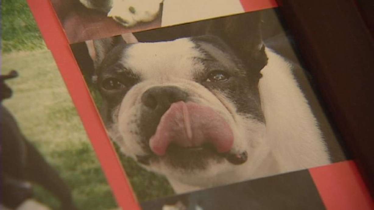Owners of Deceased Pets Devastated by Pet Food Recall