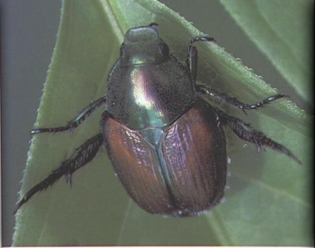 Japanese Beetle Threatening Produce and Trees in Orem