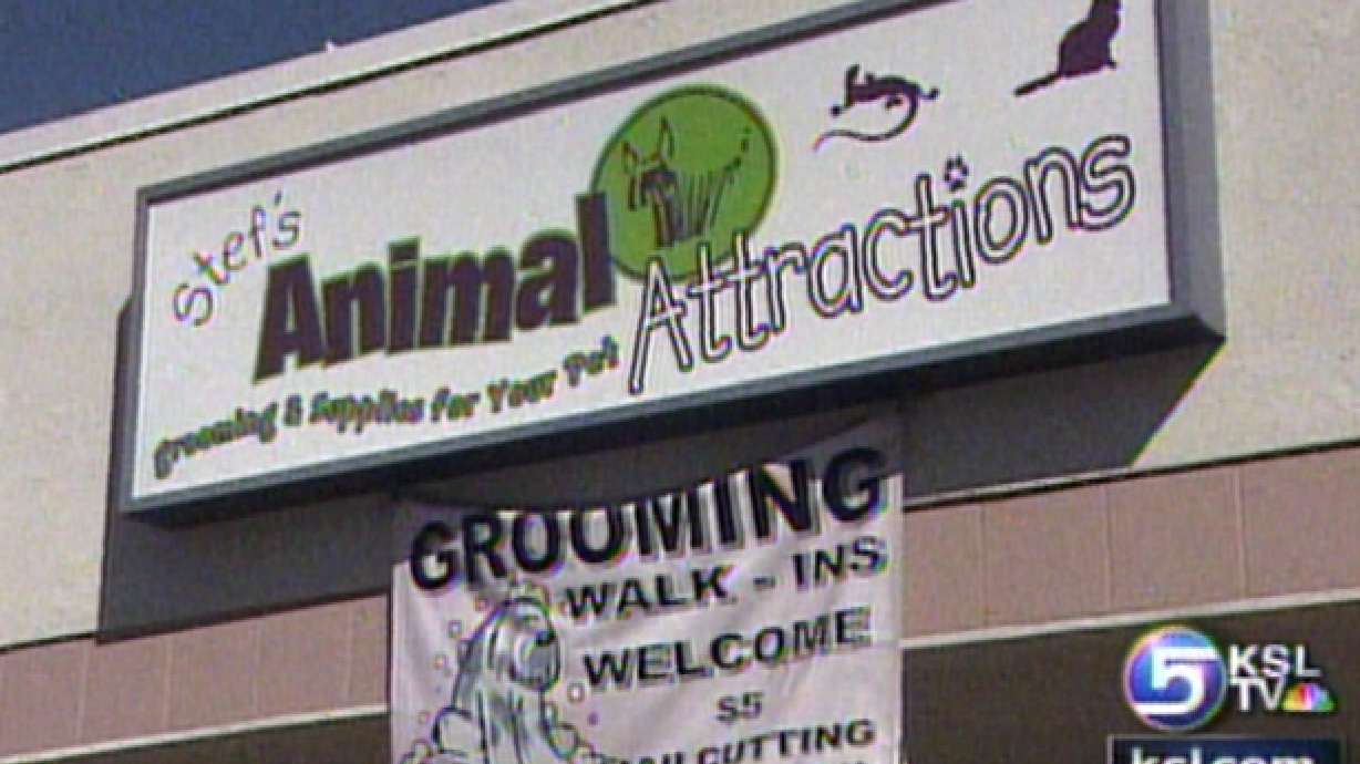 Two Chihuahua Puppies Stolen