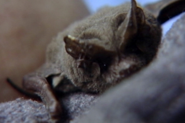 Health department seeks man who found bat