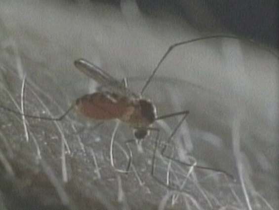 Vaccine could protect against West Nile virus