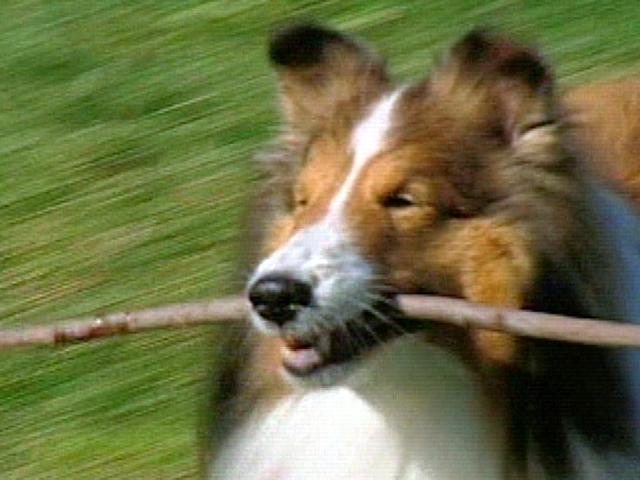 Vet uses dog's own fat cells to treat arthritis