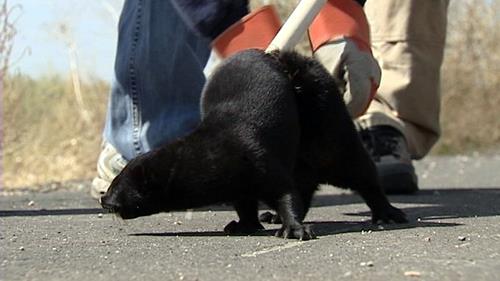 2 plead not guilty in mink release case