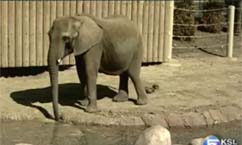Hogle Zoo Orchestrates Plans for Elephant's Pregnancy