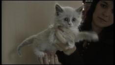 Man Pleas Guilty to Animal Abandonment, Animal Cruelty Charges Dropped