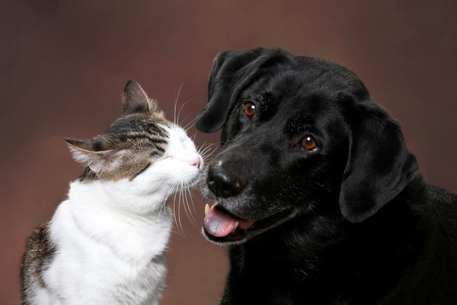 Utah animal shelter says euthanasia rates are down