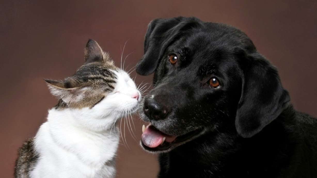 New trend in auto insurance: Pet coverage