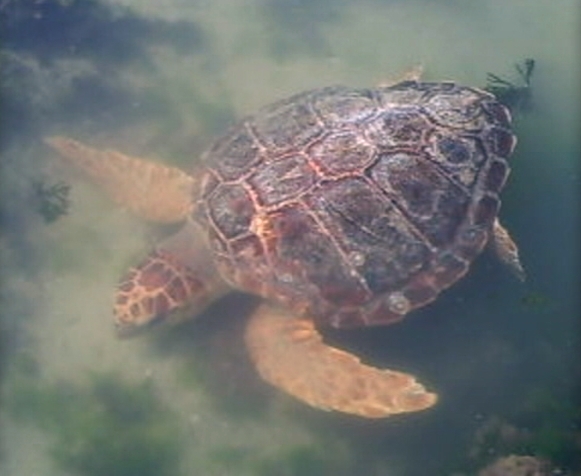 High school students spend Spring Break helping turtles